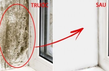 Tẩy bay vi khuẩn gây hại tường bị nấm mốc hiệu quả